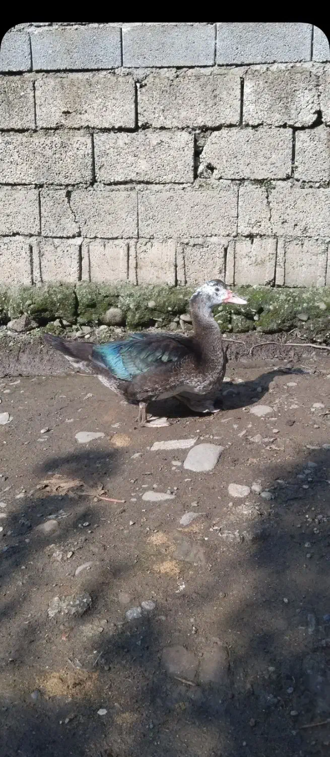 فروش اردک اسرائیلی نروماده|حیوانات مزرعه|املش, |دیوار