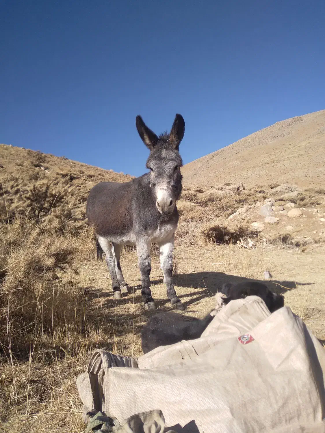 خر یا الاغ فروشی گله ای|حیوانات مزرعه|بلداجی, |دیوار