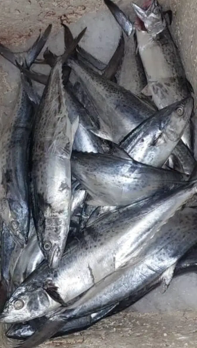 ماهی|ماهی|قشم, |دیوار