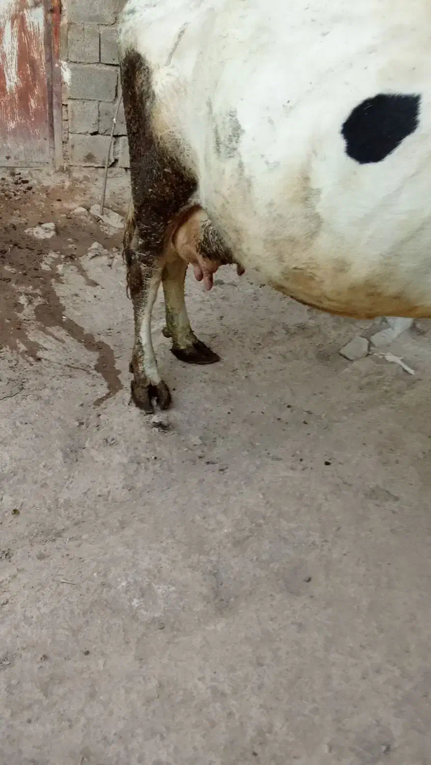 گاو شیری با گوساله|حیوانات مزرعه|امام, |دیوار