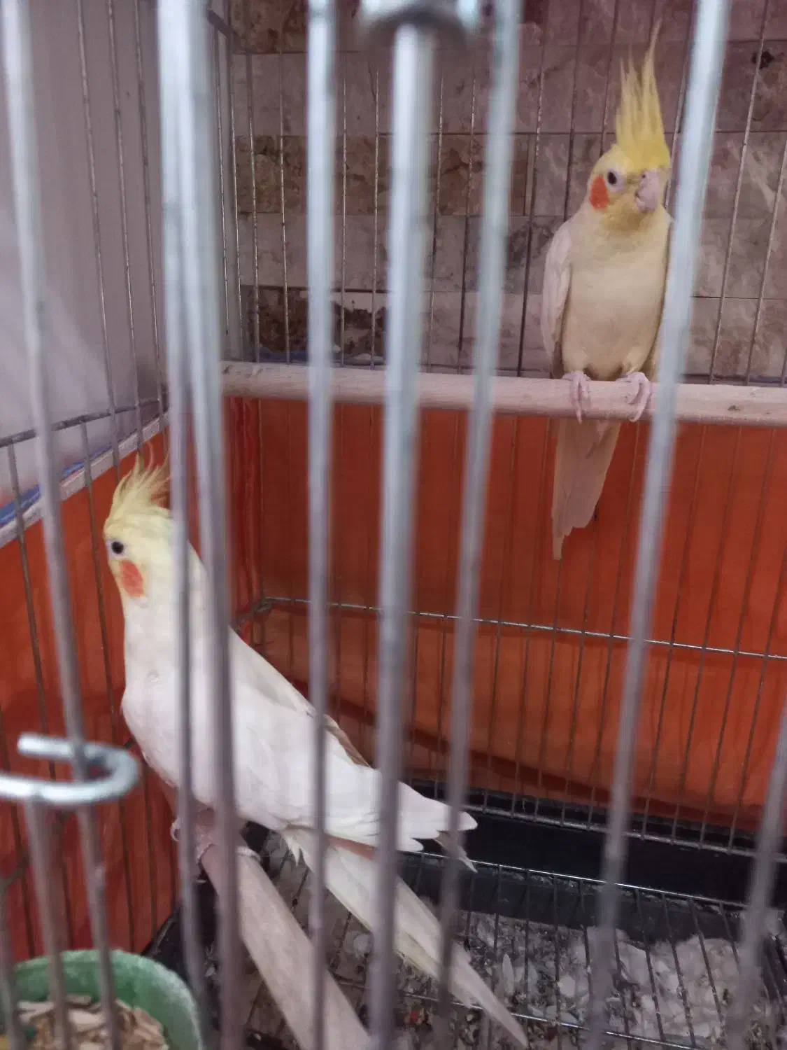 عروس هلندی|پرنده|کرج, حصارک بالا|دیوار