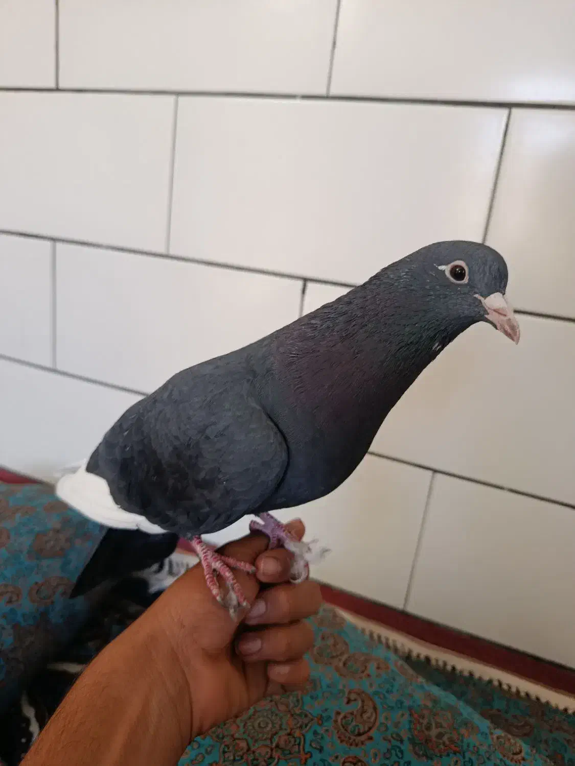 کفتر دستی|پرنده|زرند, |دیوار