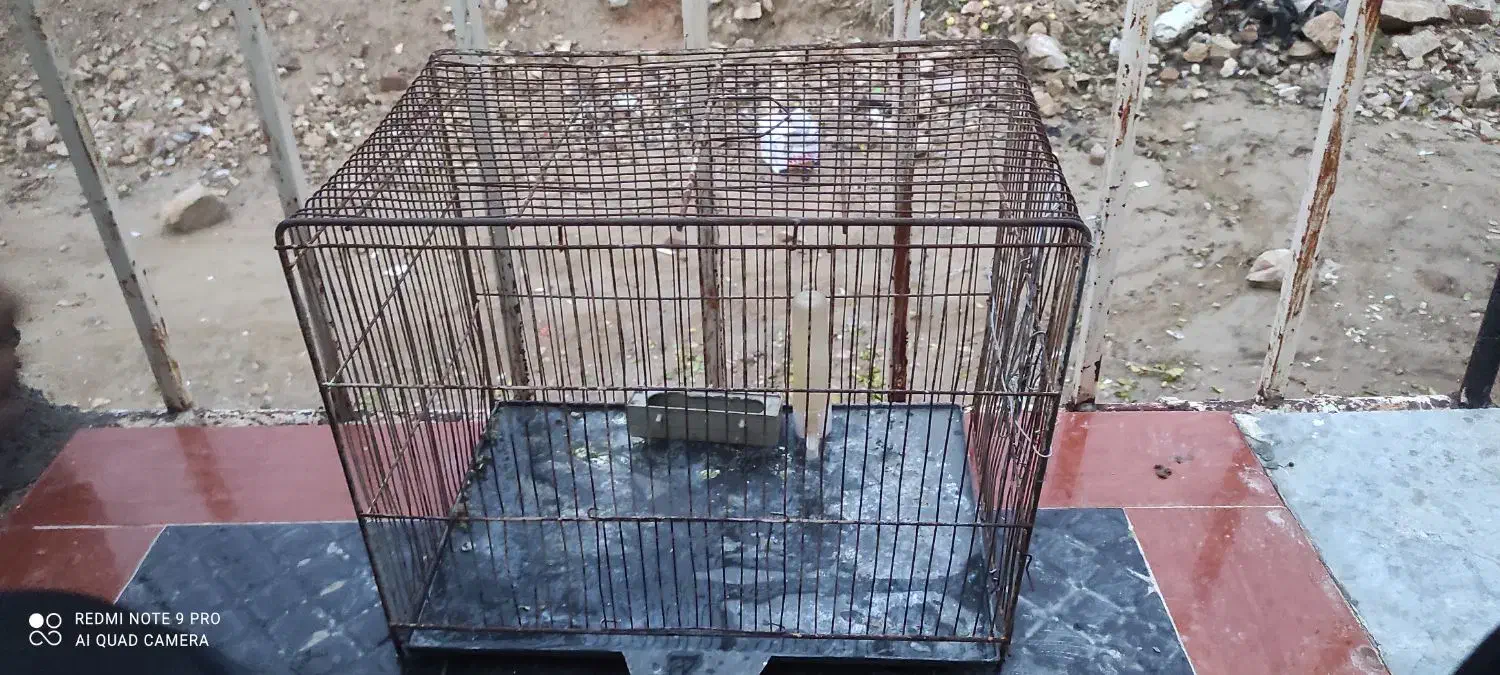 قفس برای پرندگان|لوازم جانبی حیوانات|دهدشت, |دیوار