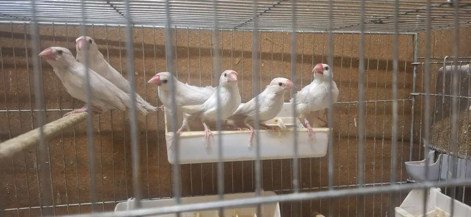 ۲۲ عدد فنچ نرگسی|پرنده|تهران, والفجر|دیوار