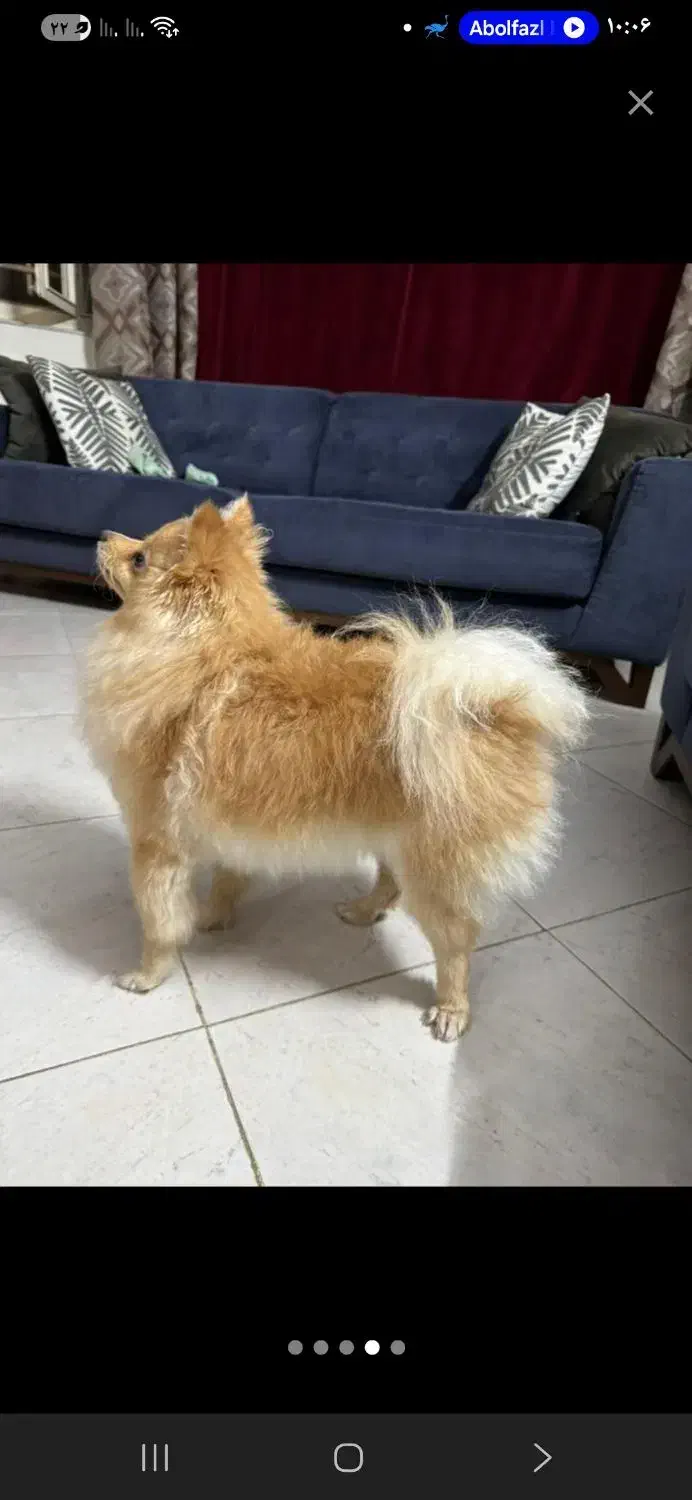 واگذاری رایگان نیست سگ ماده|سگ|هشتگرد, شهرک راه آهن|دیوار