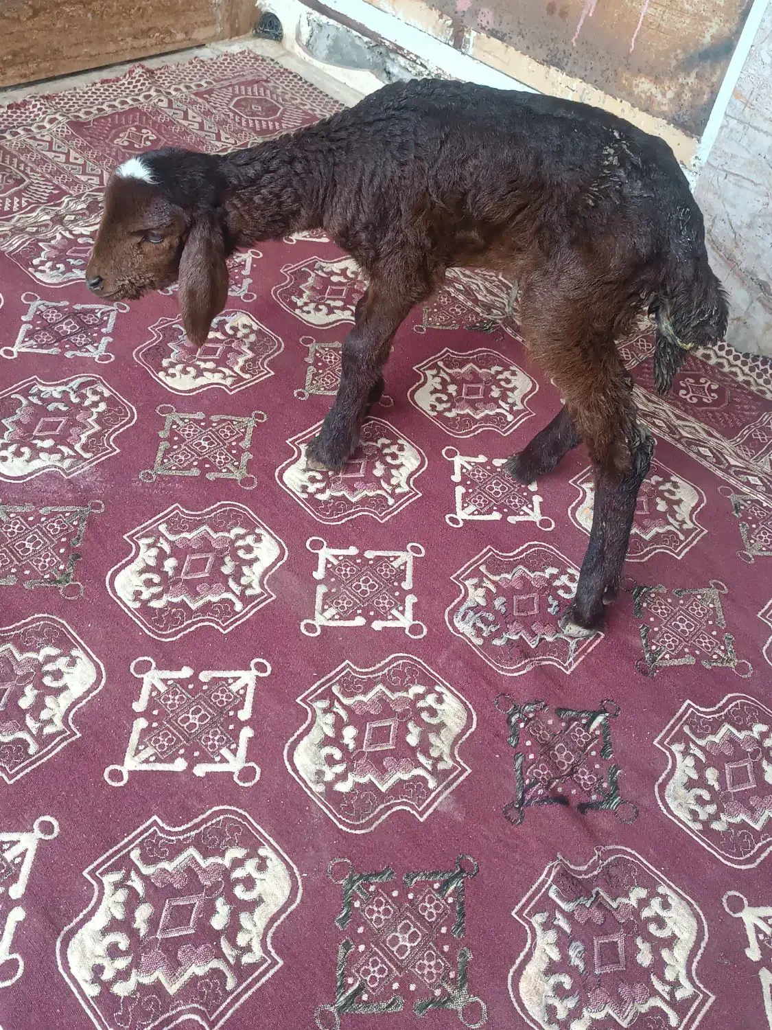 بره شیر خوار|حیوانات مزرعه|گرگان, |دیوار