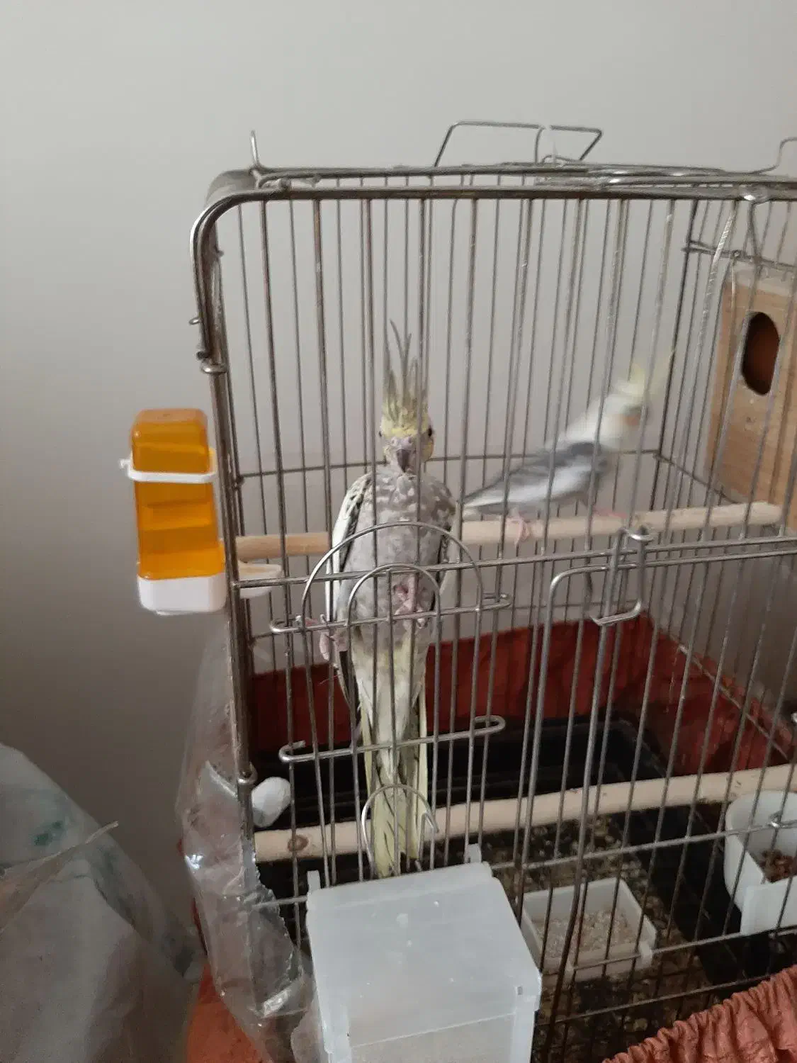 عروس هلندی با جوجه|پرنده|تهران, حافظیه|دیوار