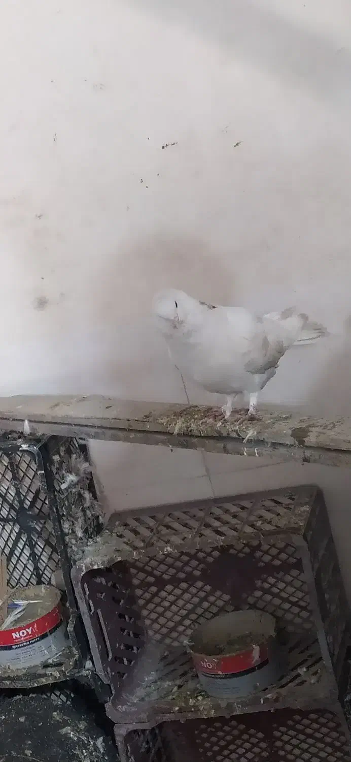 کفتر|حیوانات|علیآباد کتول, |دیوار