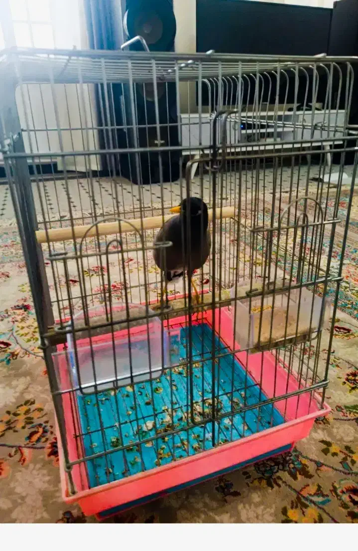 مینا قیمت|پرنده|بیستون, |دیوار