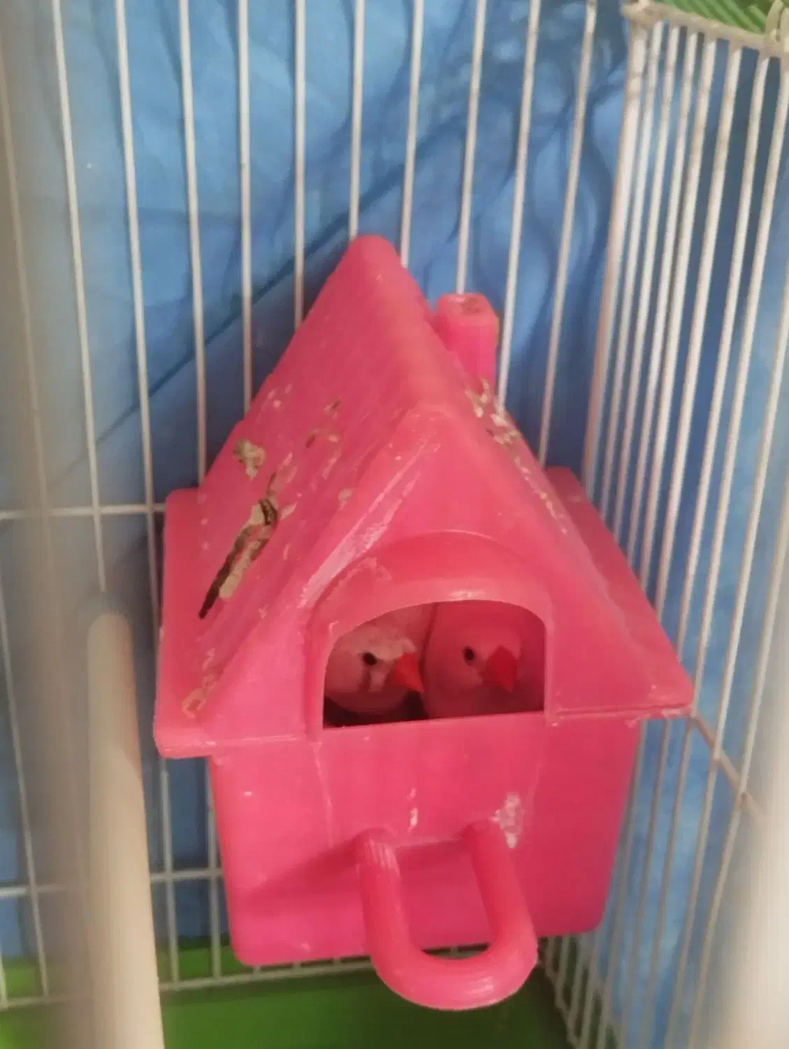 فنچ جفت خورده رو تخم|پرنده|تهران, مظاهری|دیوار