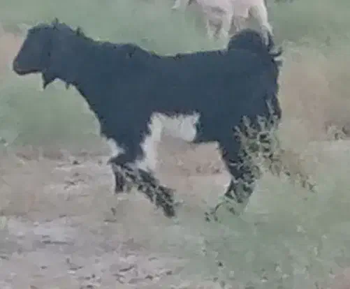 گمشده|حیوانات|نیمروز, |دیوار