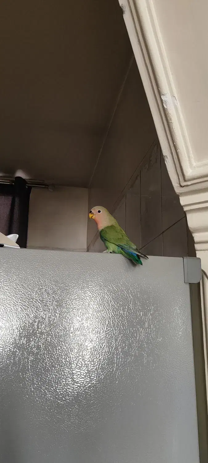 طوطی برزیلی|پرنده|تهران, شهرک دریا|دیوار