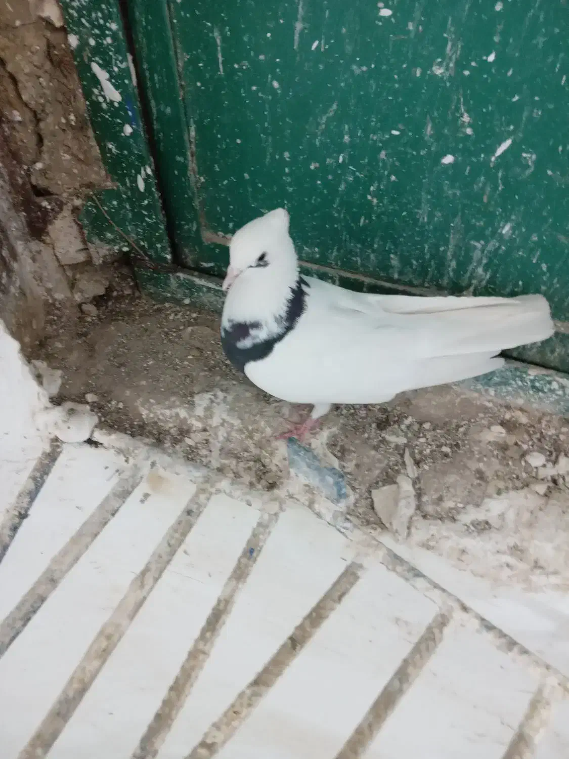 کبوتر گرفته|پرنده|سرپل ذهاب, |دیوار