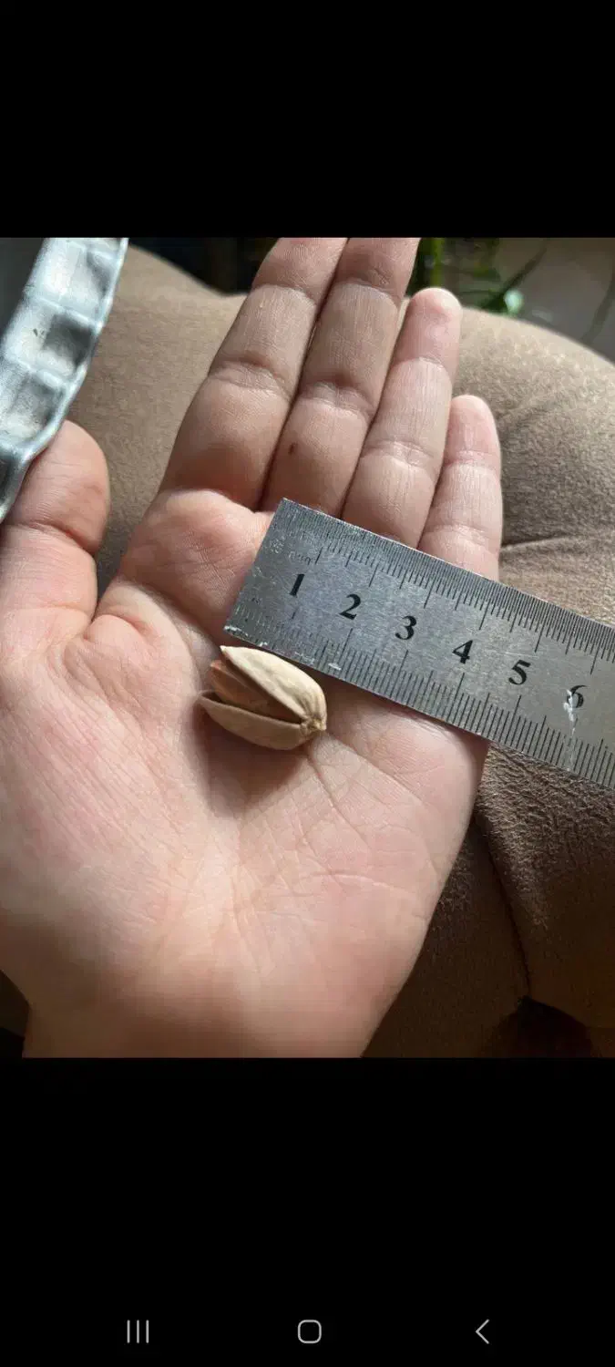 پسته اکبری|خوردنی و آشامیدنی|مشهد, نیروی هوایی|دیوار