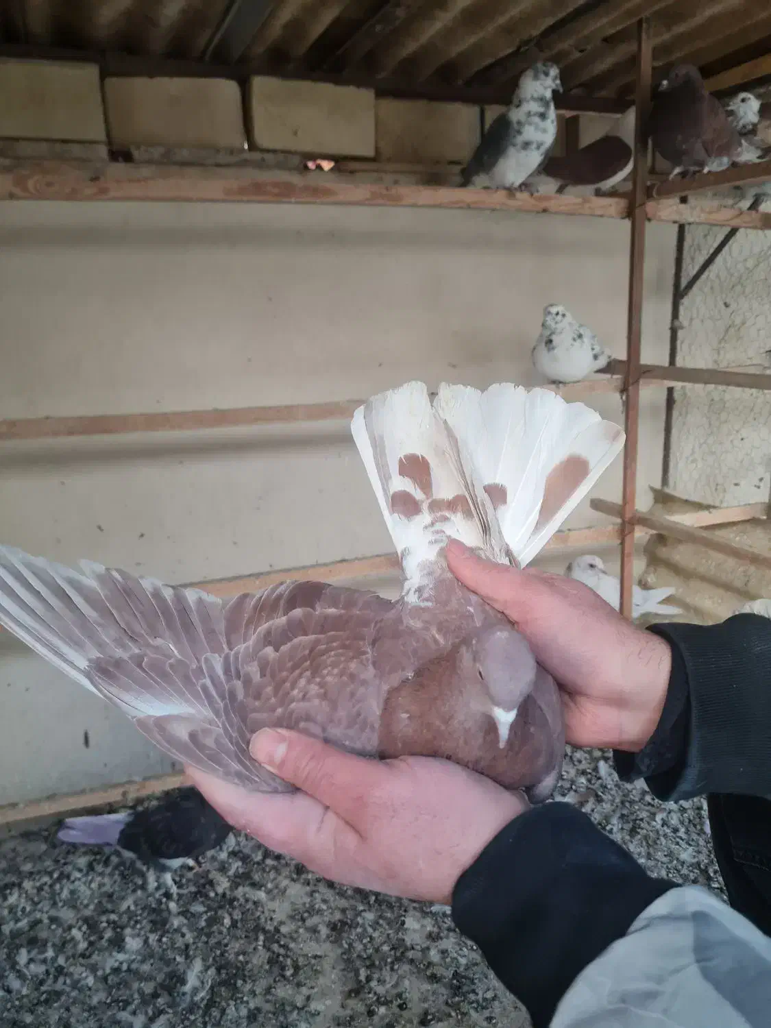 کفتر گرفتنی پرشی|پرنده|تهران, بیسیم|دیوار