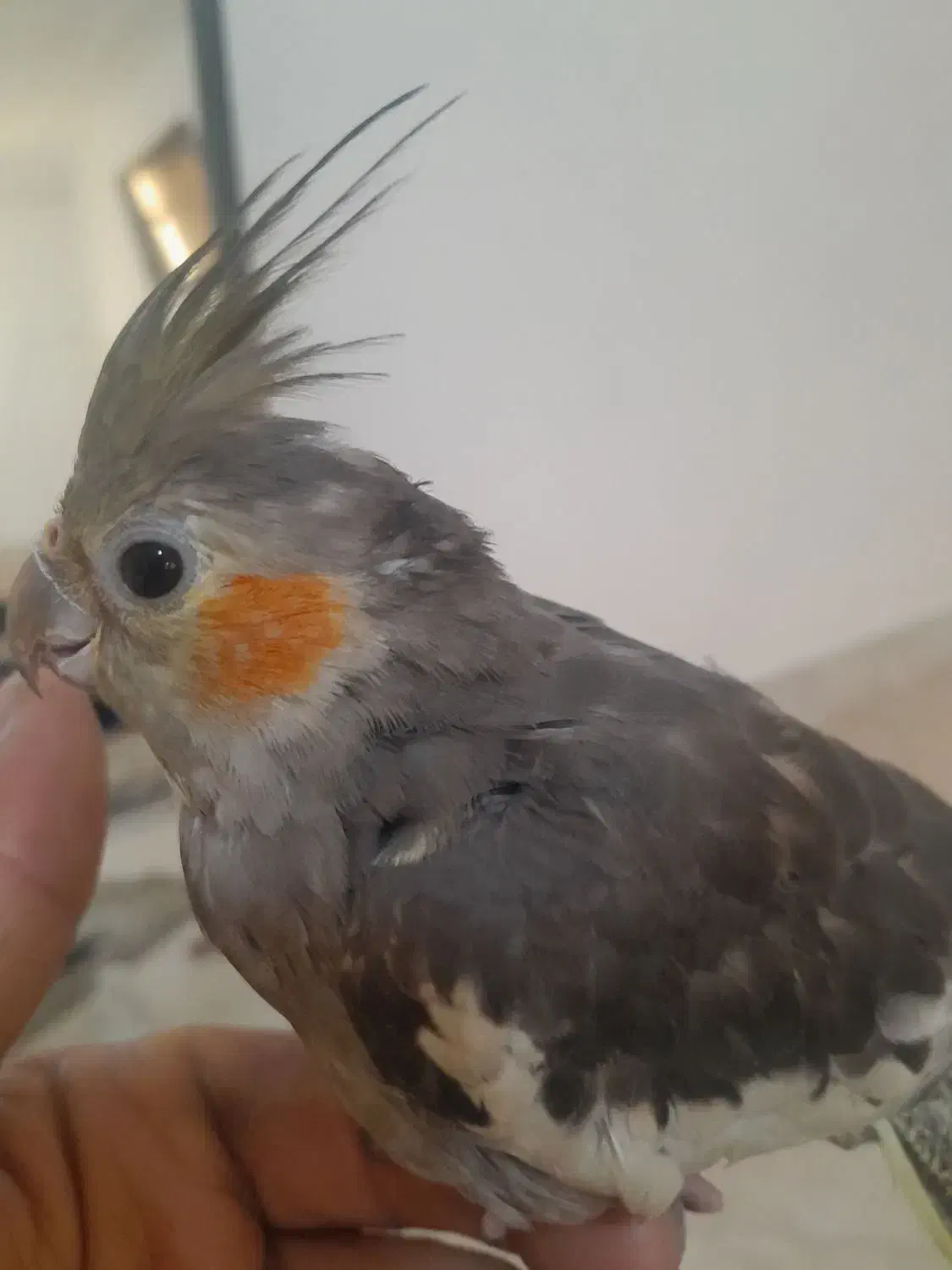 عروس هلندی|پرنده|مشکیندشت, |دیوار