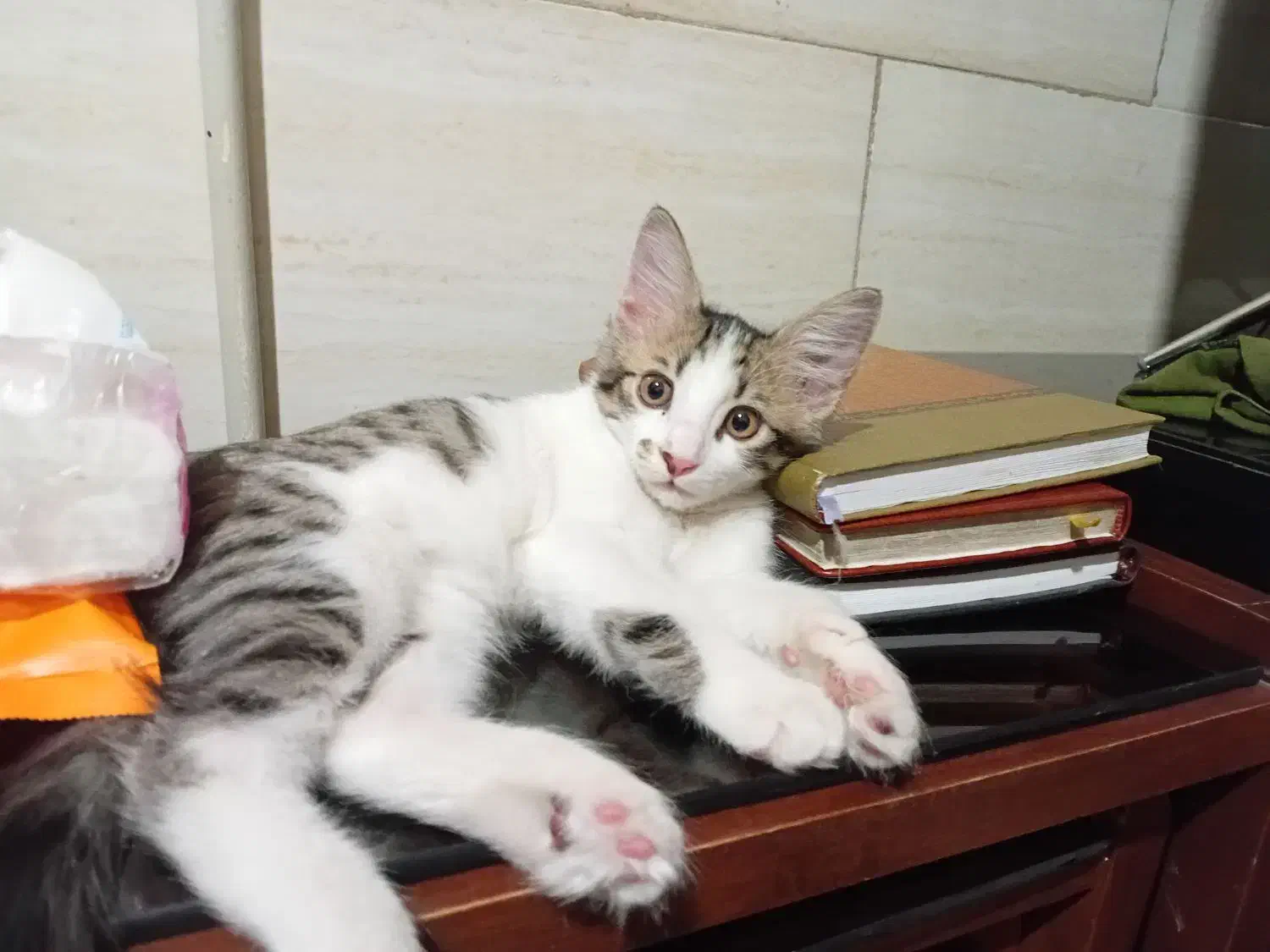 گربه نر|گربه|پاکدشت, پاکدشت (مامازند)|دیوار