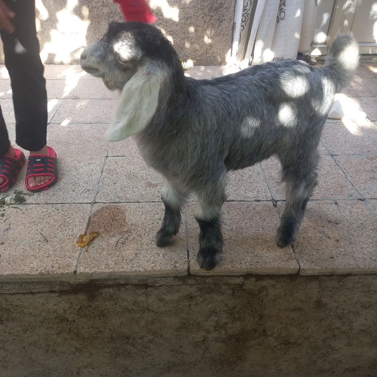 بزغاله ۲ماهه|حیوانات مزرعه|قوچان, |دیوار