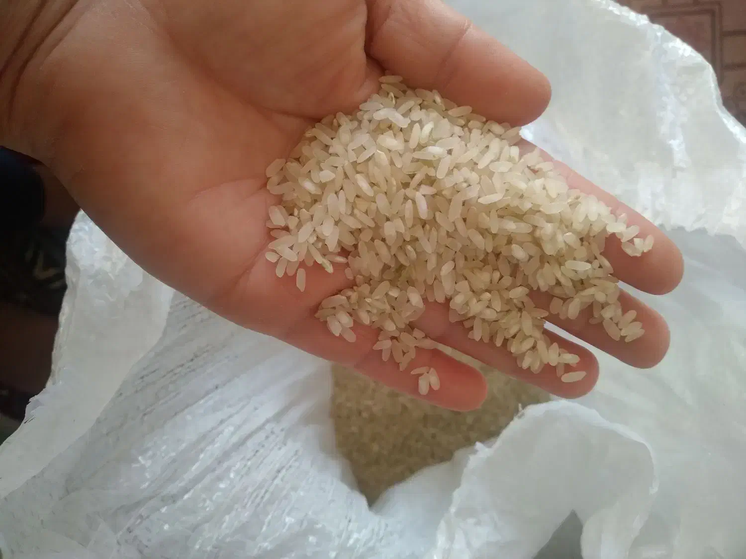 بروش برنج کامفیروزی درجه یک عالی|خوردنی و آشامیدنی|شیراز, تپه تلویزیون|دیوار