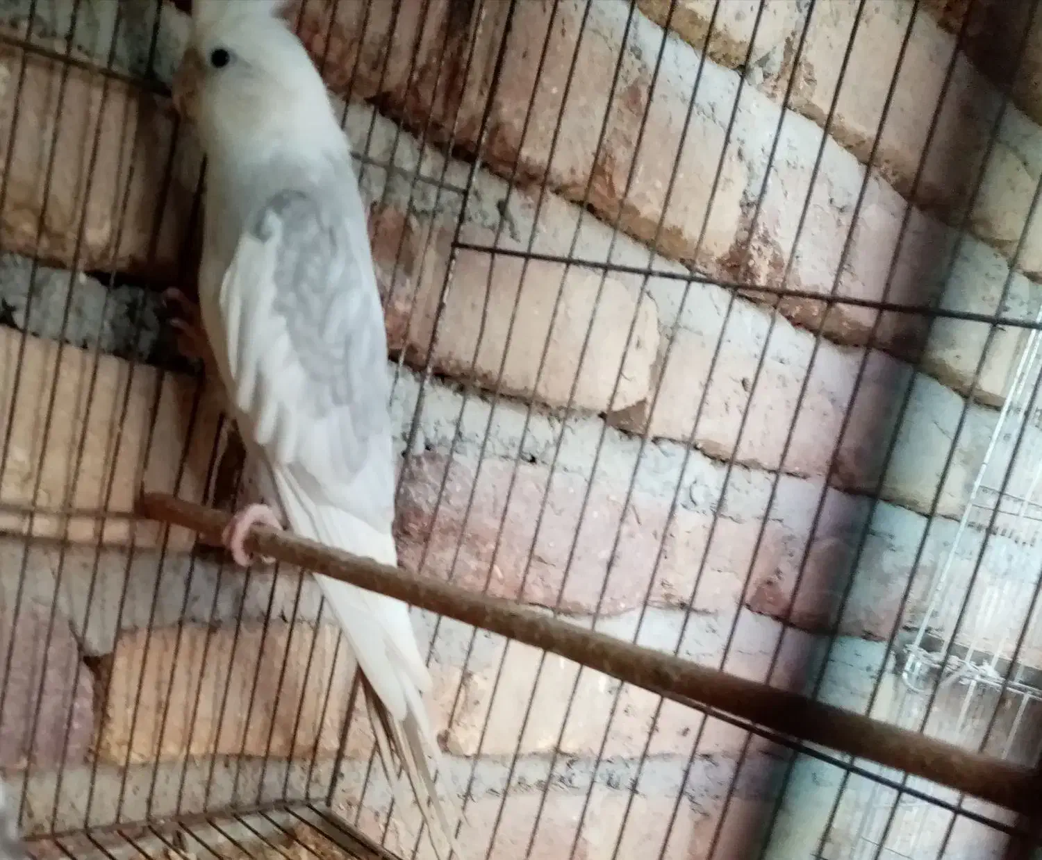 فروش عروس هلندی|پرنده|قائمشهر, |دیوار