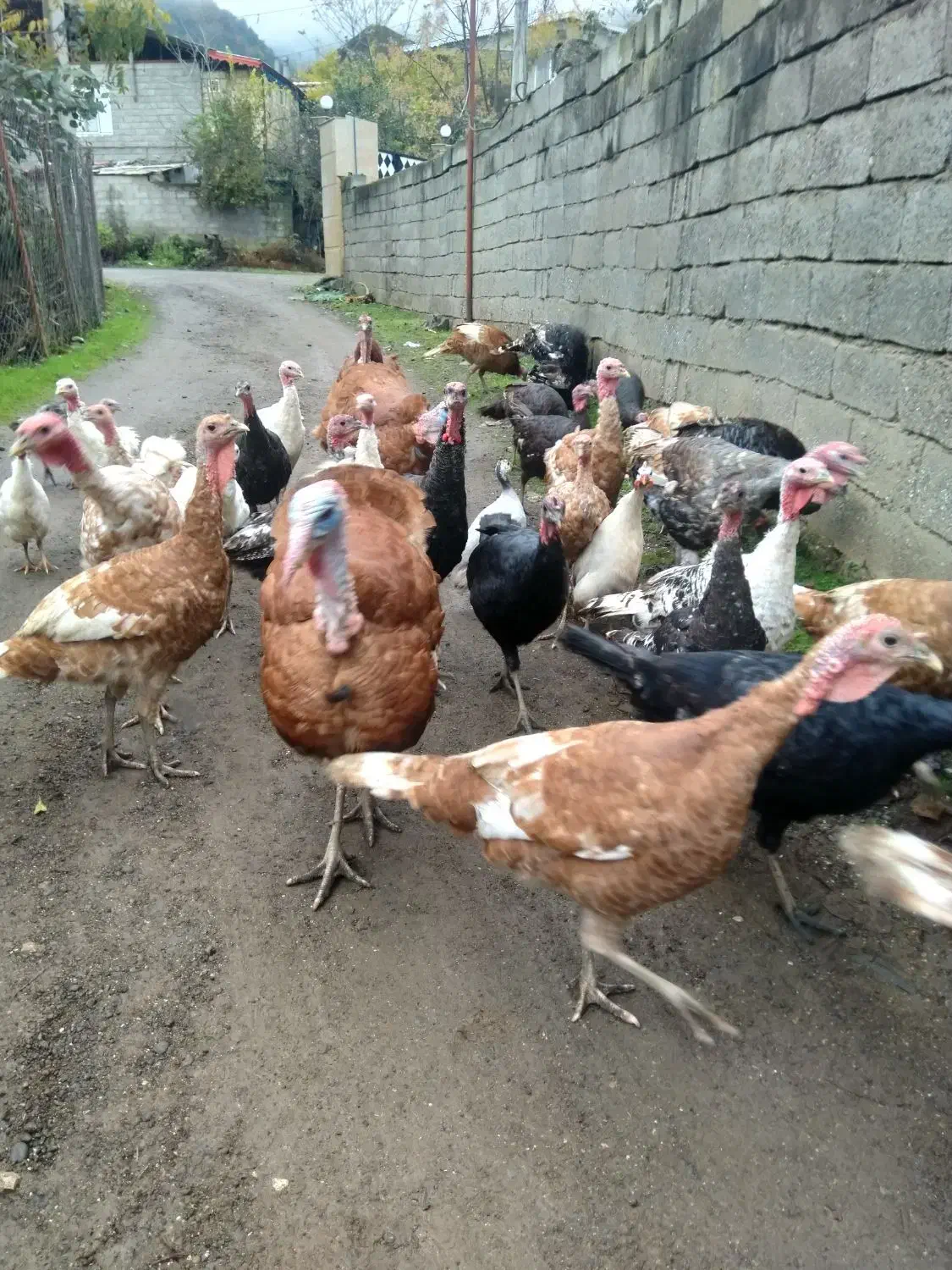 بوقلمون بوربون ، برنز و غاز محلی|حیوانات مزرعه|حویق, |دیوار