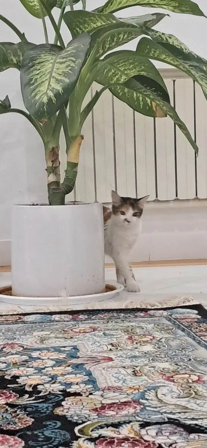 گربه واگذاری|گربه|ملارد, |دیوار