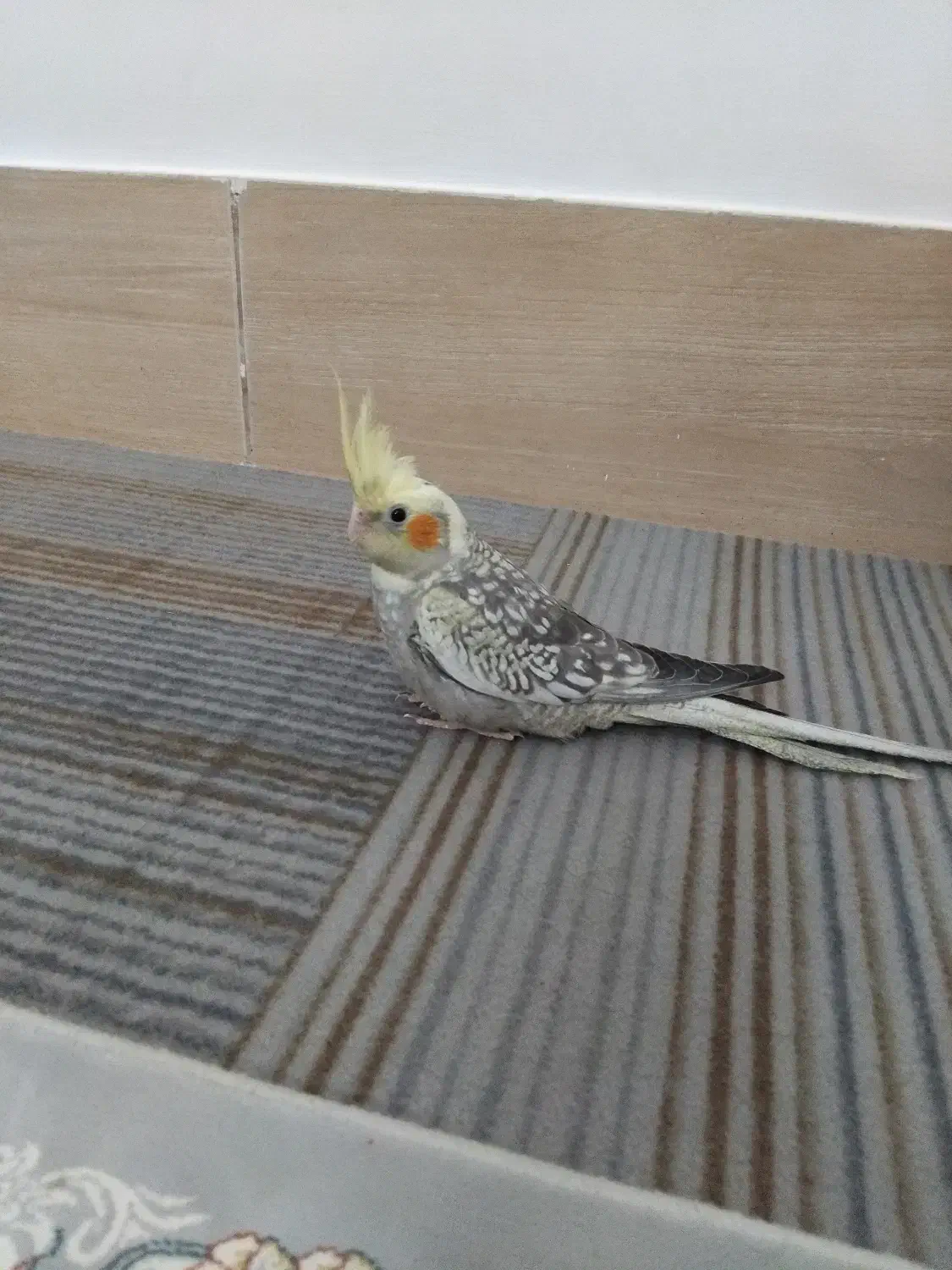 عروس هلندی|پرنده|آشخانه, |دیوار