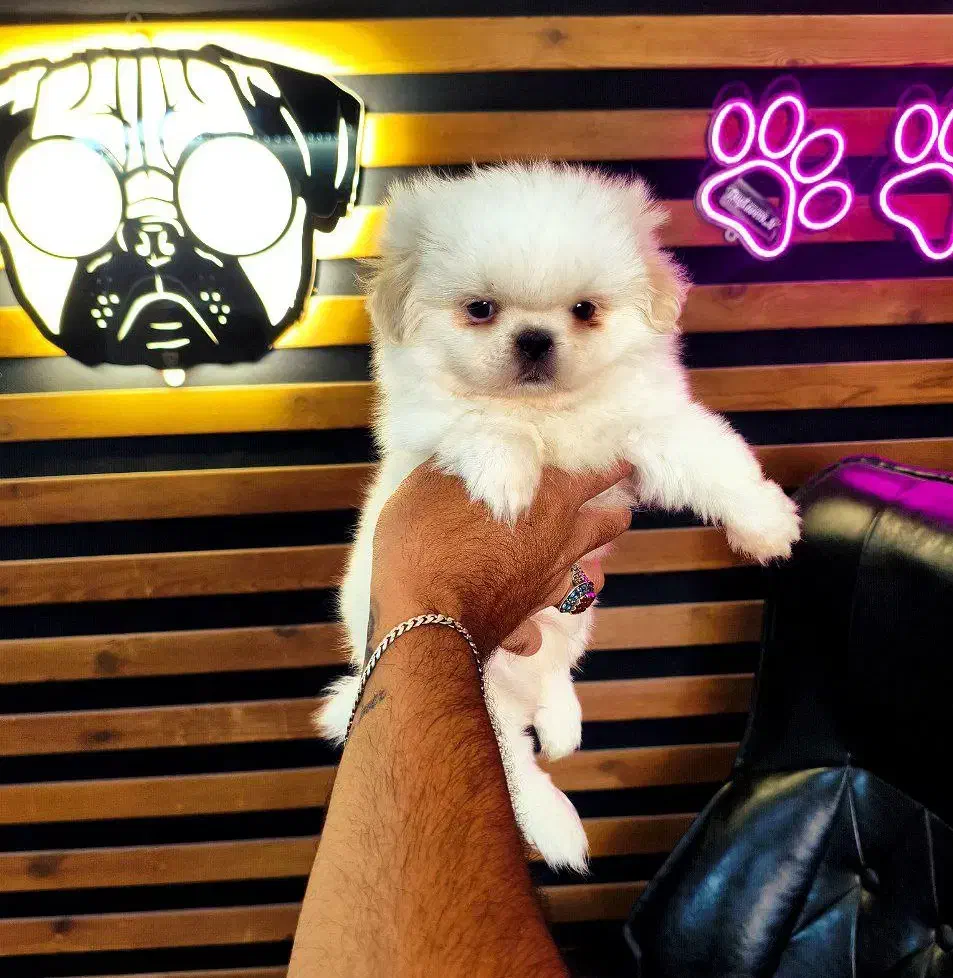 سگ جیبی ///‌ پامرانین خرسی توی پودل شیتزوفلت|سگ|تبریز, |دیوار