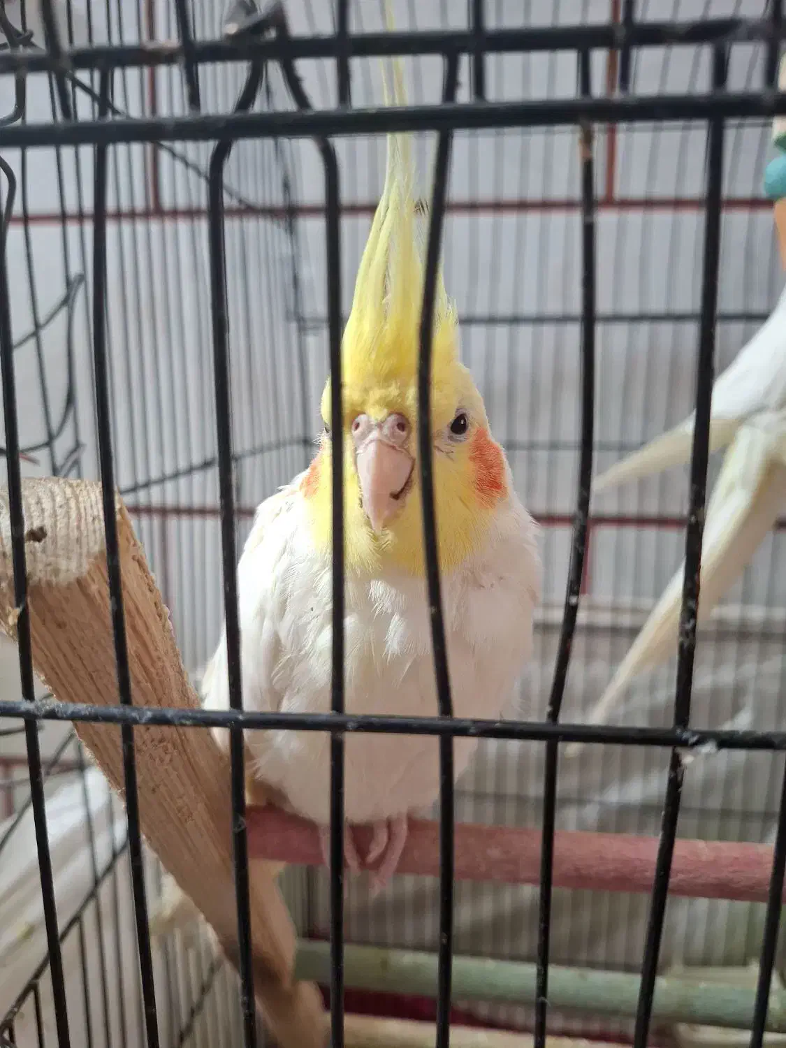 چند عدد عروس هلندی|پرنده|صحنه, |دیوار