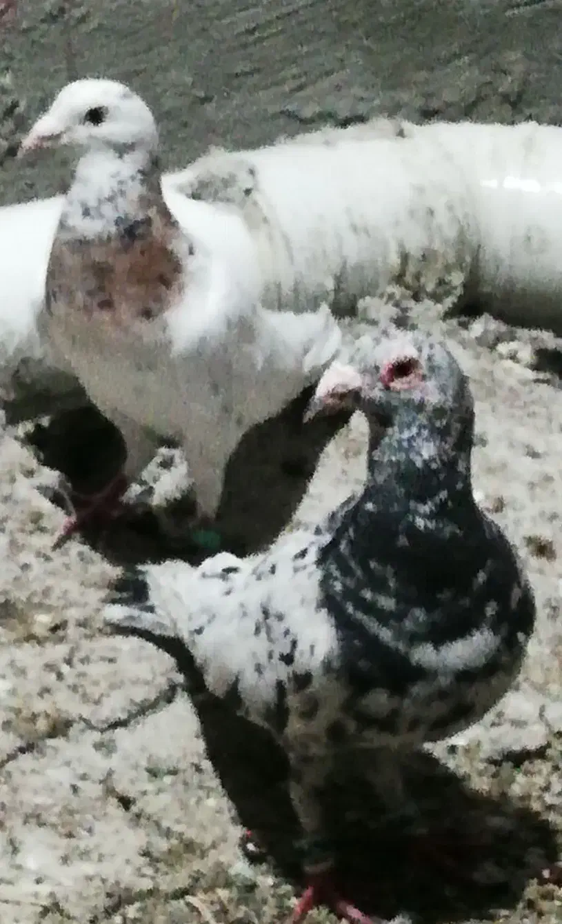 3جفت نروماده کبوتر|پرنده|شیراز, آزادگان|دیوار