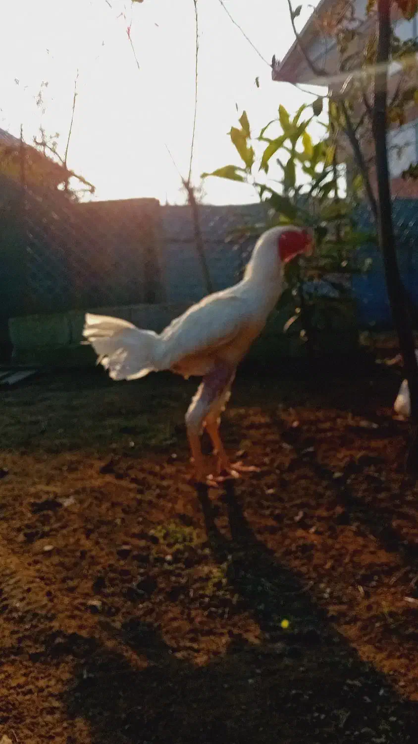 خروس لاری ۹ ماه|حیوانات مزرعه|اسالم, |دیوار