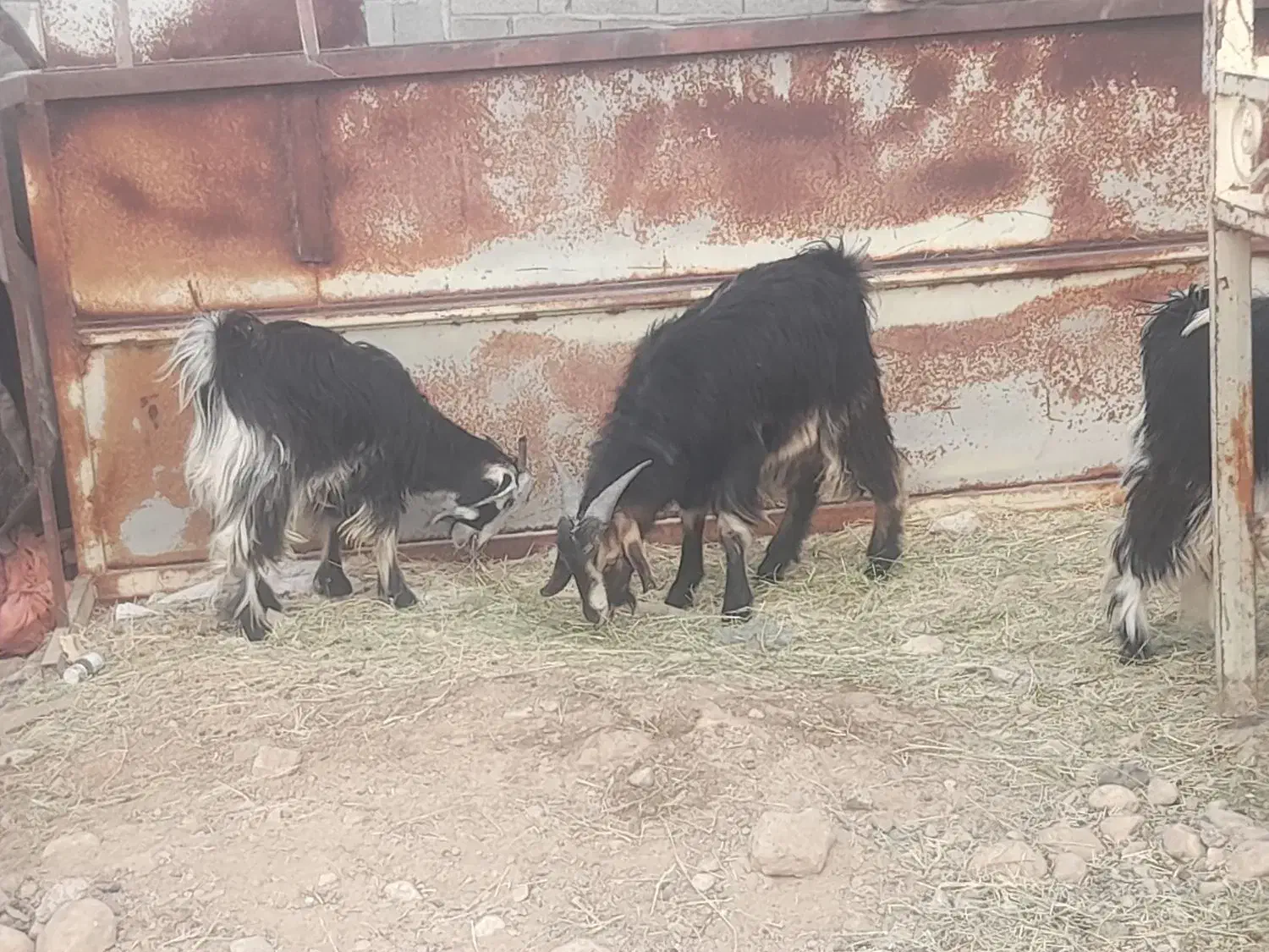 فروش ۳ عدد کهره نر چاق|حیوانات مزرعه|جنت, |دیوار