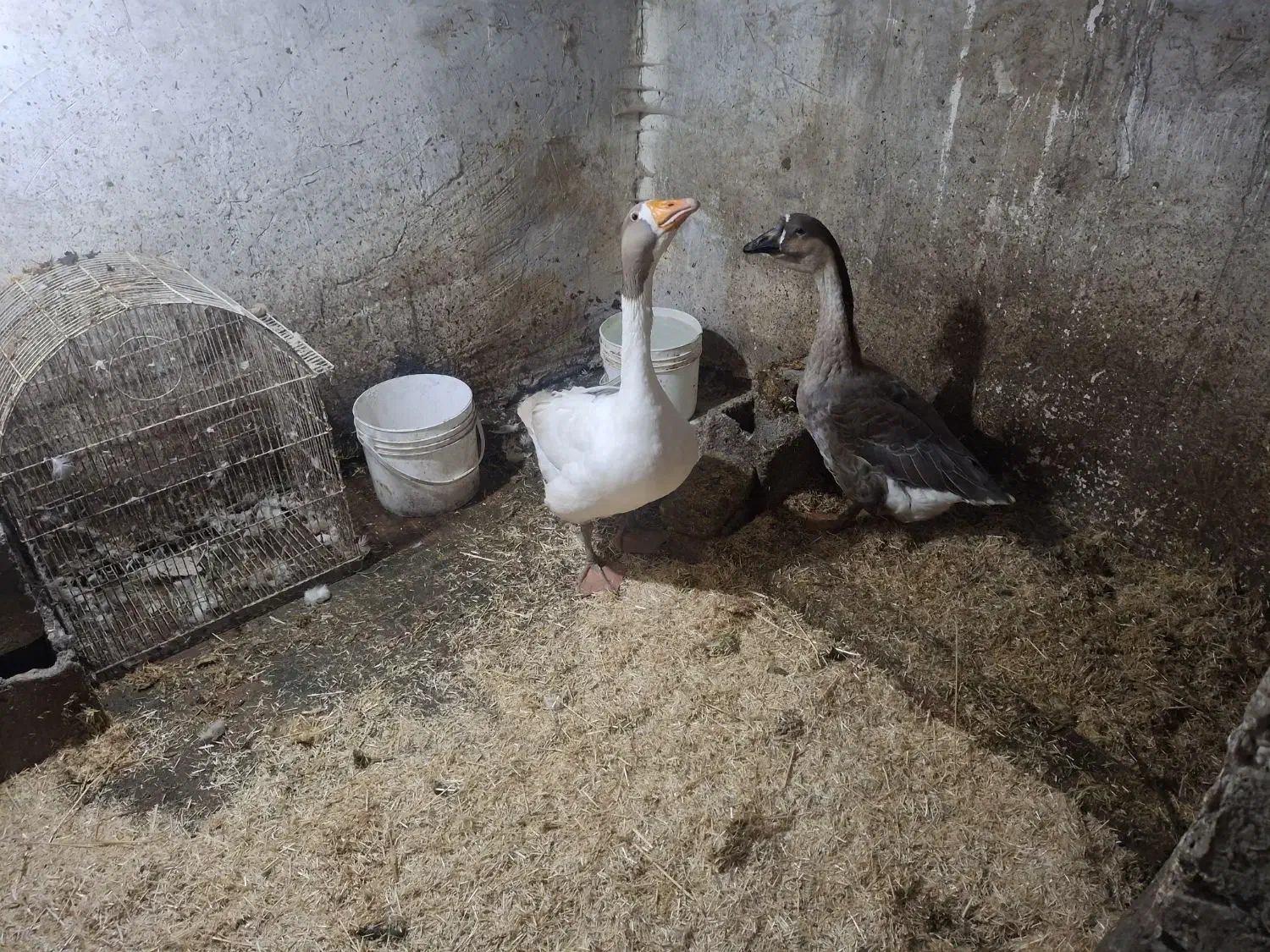 قوغاز|حیوانات مزرعه|ارومیه, |دیوار