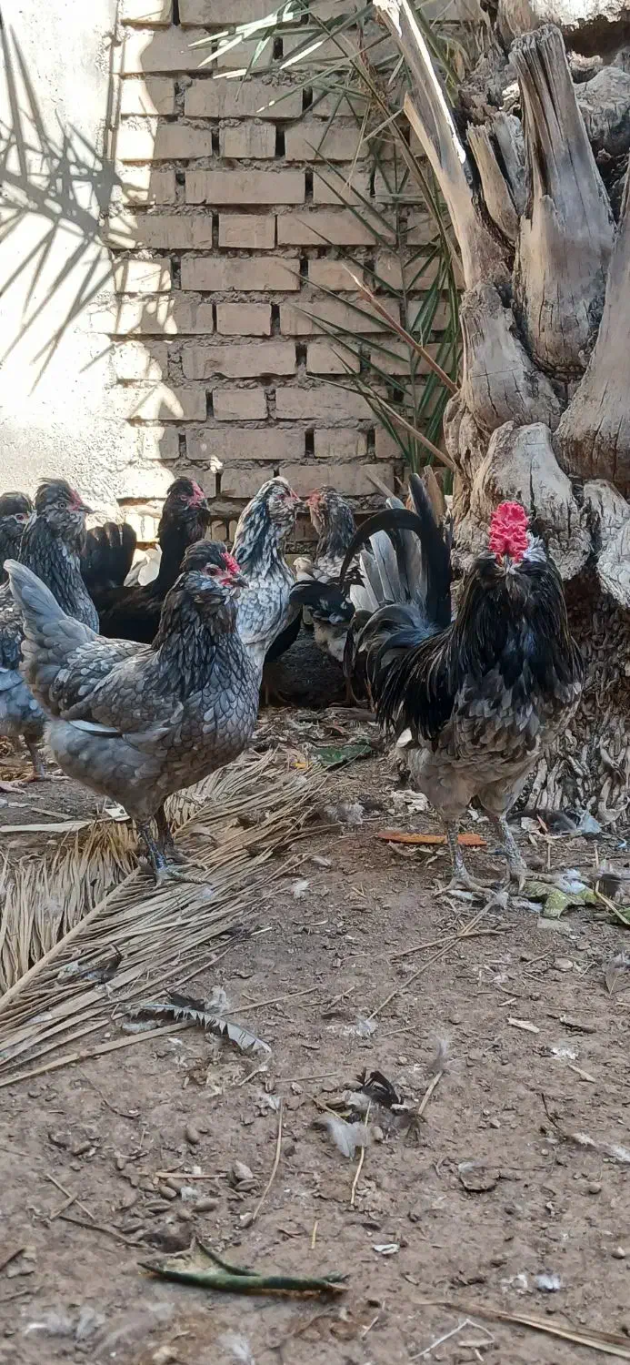 تخم گلین ریشو|حیوانات مزرعه|اهواز, اسلام آباد غربی|دیوار