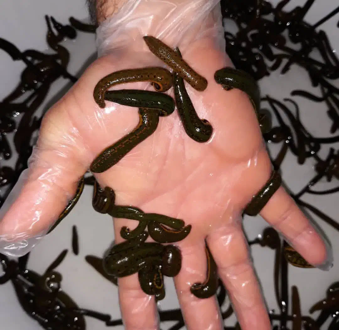 زالو طبی|آرایشی، بهداشتی، درمانی|رشت, بازار|دیوار