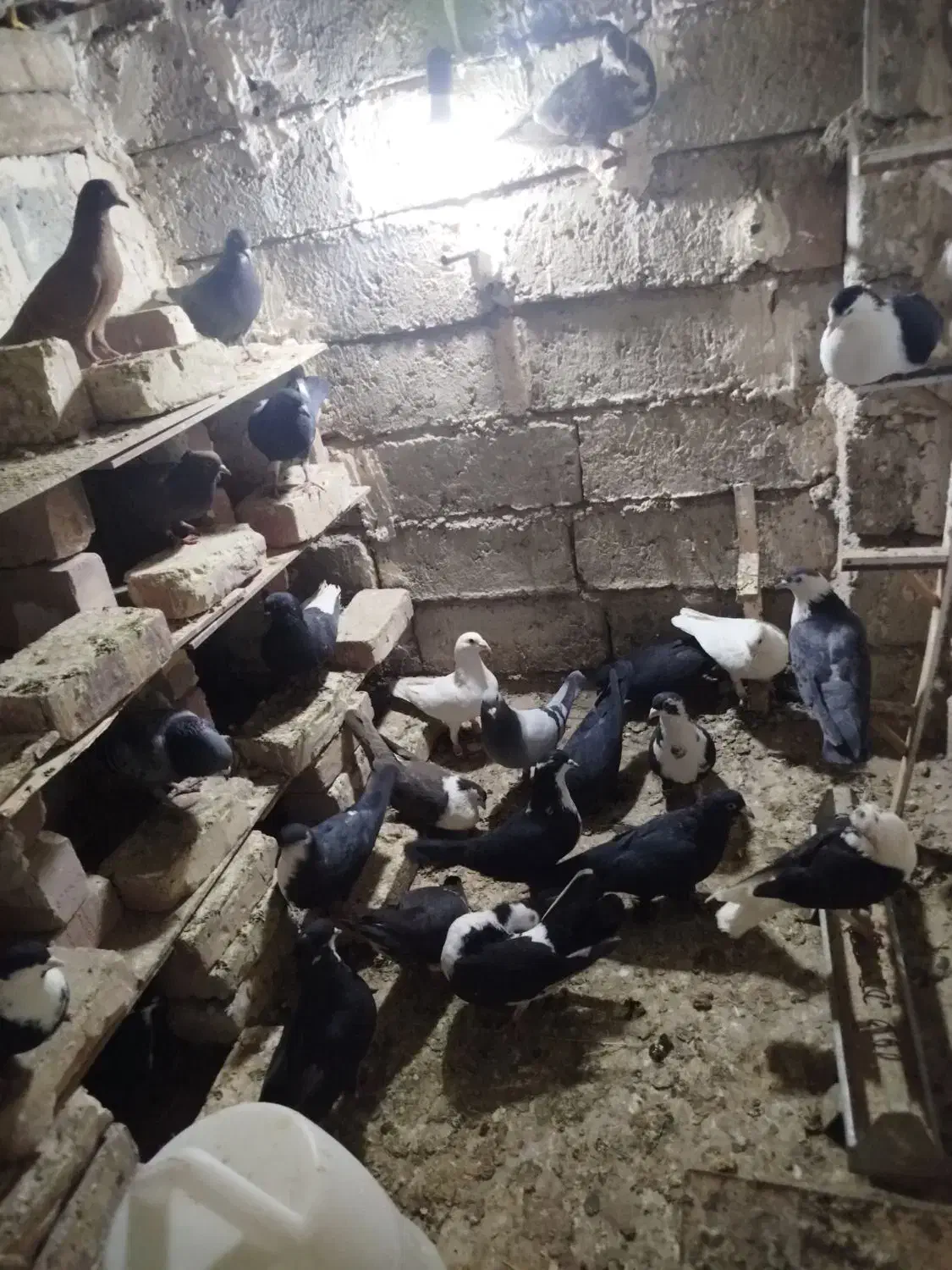 کبوتر کوله ایی|پرنده|هیرمند, |دیوار