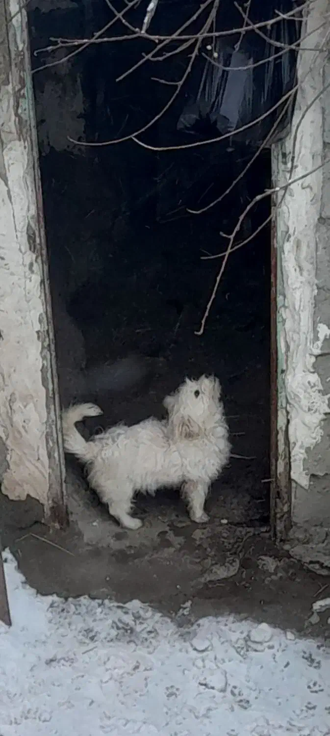 یک عدد سگ پاکوتا نر|سگ|مشگین شهر, |دیوار