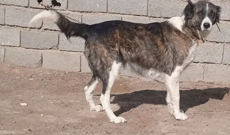 لاس گله ای|سگ|تهران, سعیدآباد|دیوار