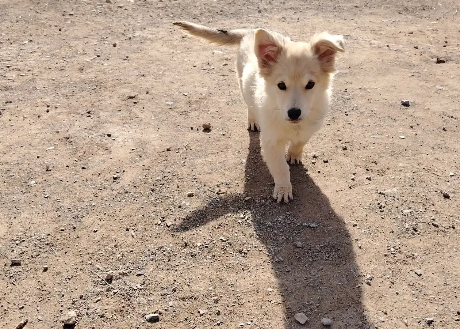 سگ پاپی|سگ|تربت‌حیدریه, باغ سلطانی|دیوار