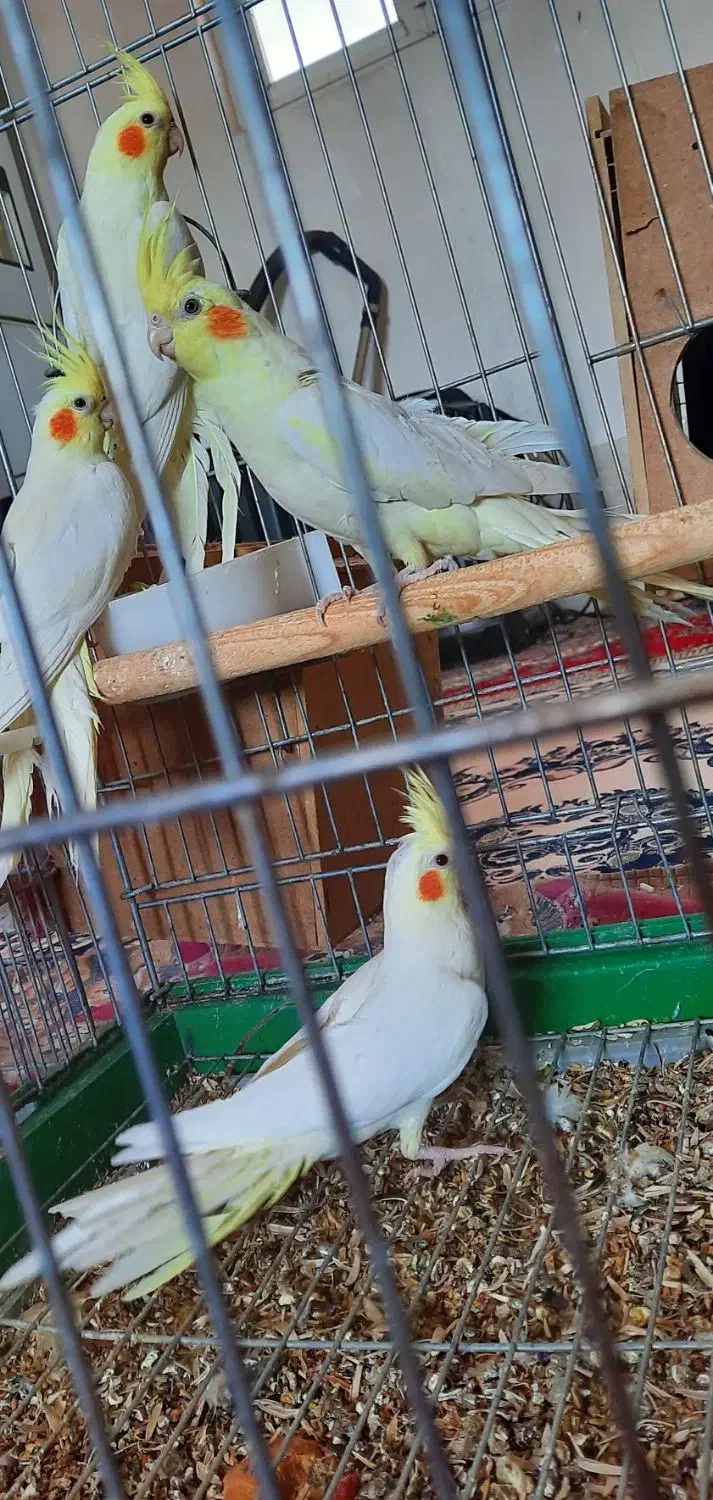 عروس هلندی|پرنده|زید آباد, |دیوار