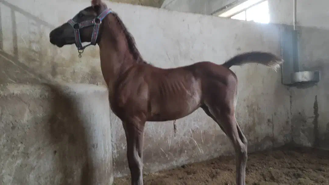 کره اسب|اسب و تجهیزات اسب‌سواری|فرمهین, |دیوار