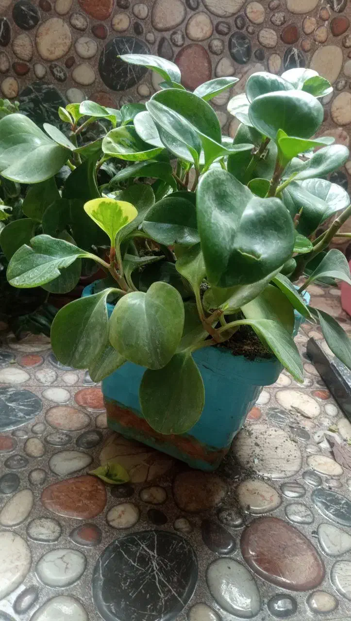 قاشقی برگ بیدی پاپیتال|گل و گیاه طبیعی|تهران, بهداشت|دیوار