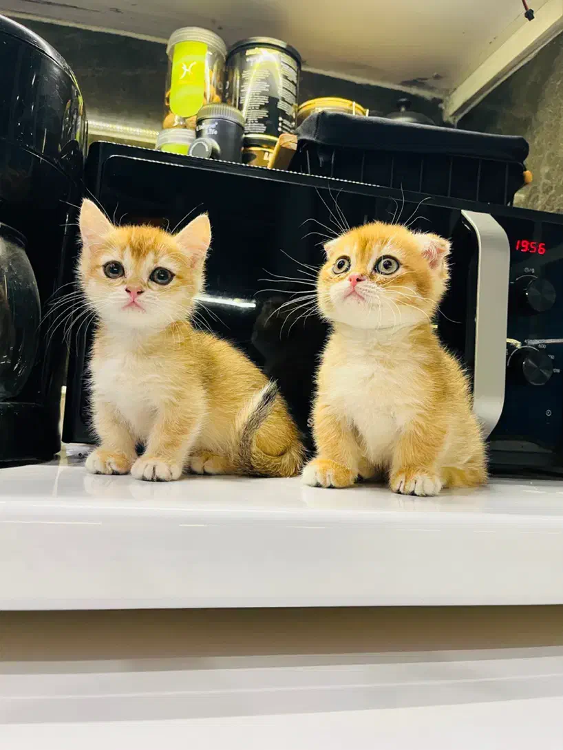 گربه اسکاتیش مانچکین|گربه|رشت, بلوار گیلان|دیوار