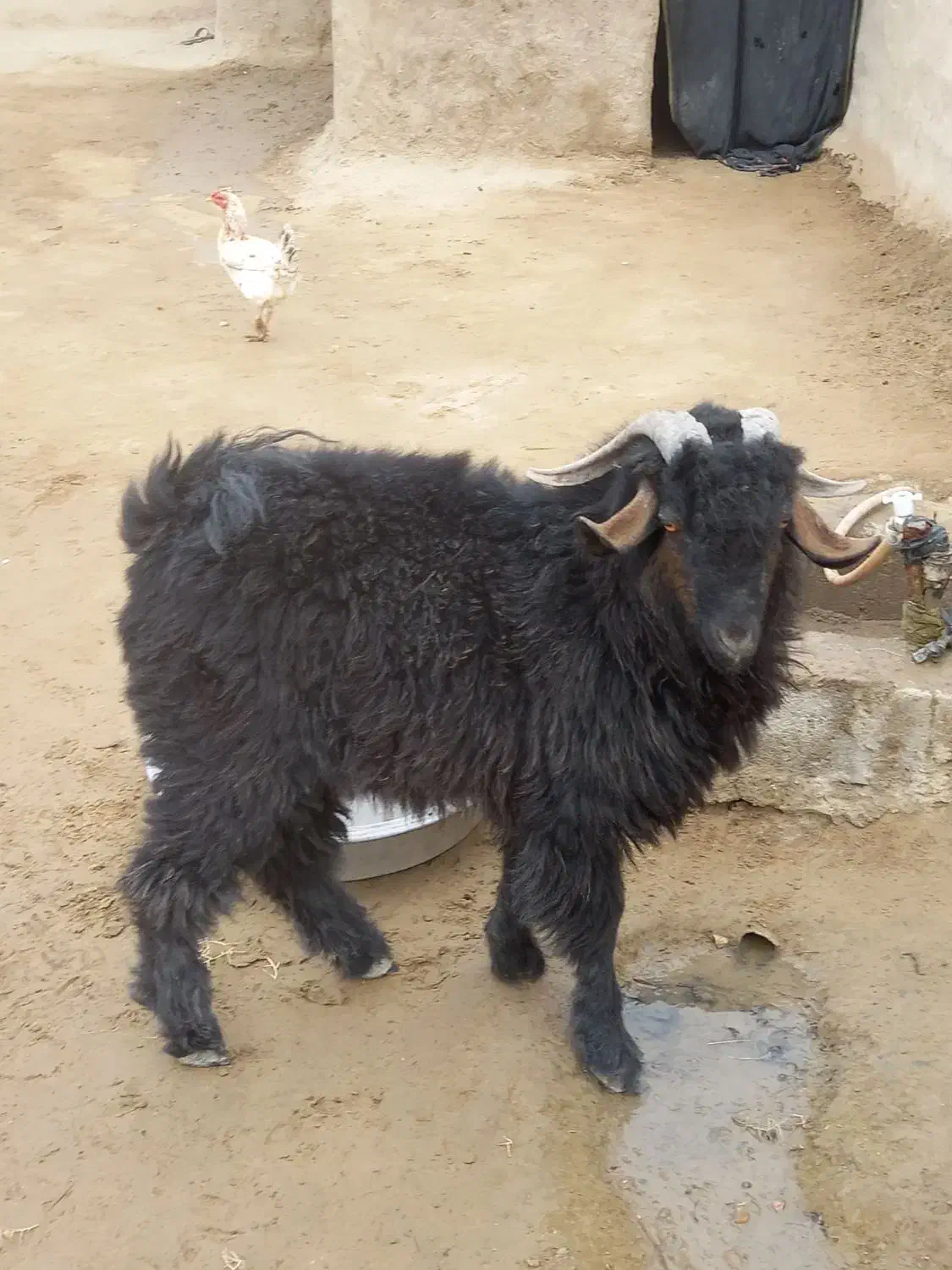 بز نر جوان|حیوانات مزرعه|هامون, |دیوار