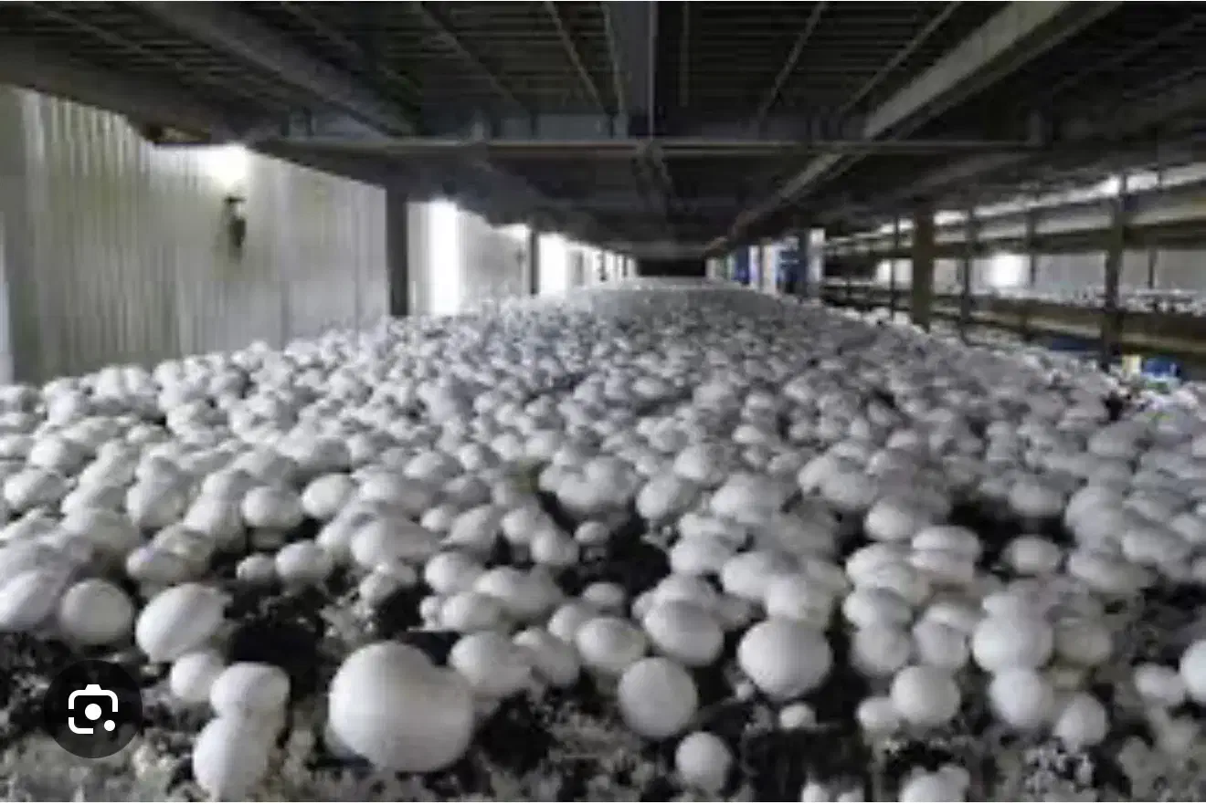 رهن و اجاره سالن های تجهیز شده پرورش قارچ شهریار|اجارهٔ دفتر صنعتی، کشاورزی، تجاری|شاهدشهر, |دیوار