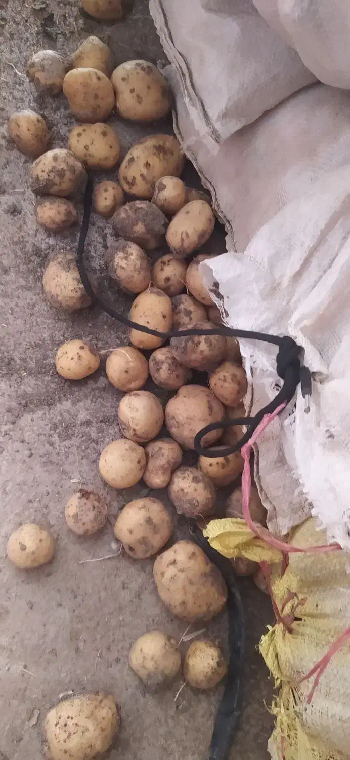 سیب زمینی|خوردنی و آشامیدنی|زاغه, |دیوار