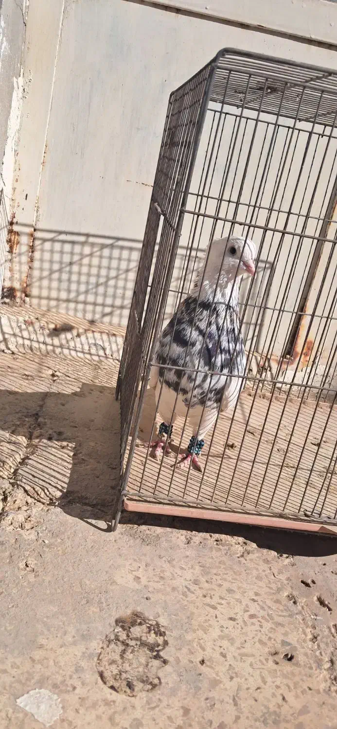 نر طوقی|پرنده|اردکان, |دیوار