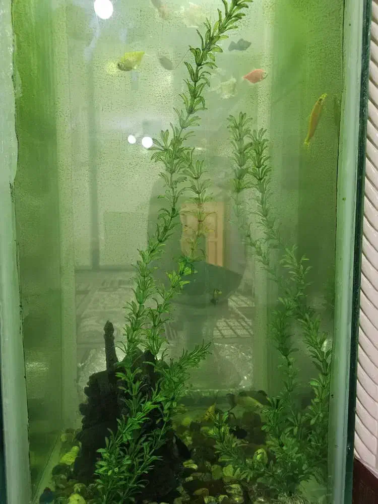 آکواریوم|ماهی|دزفول, |دیوار