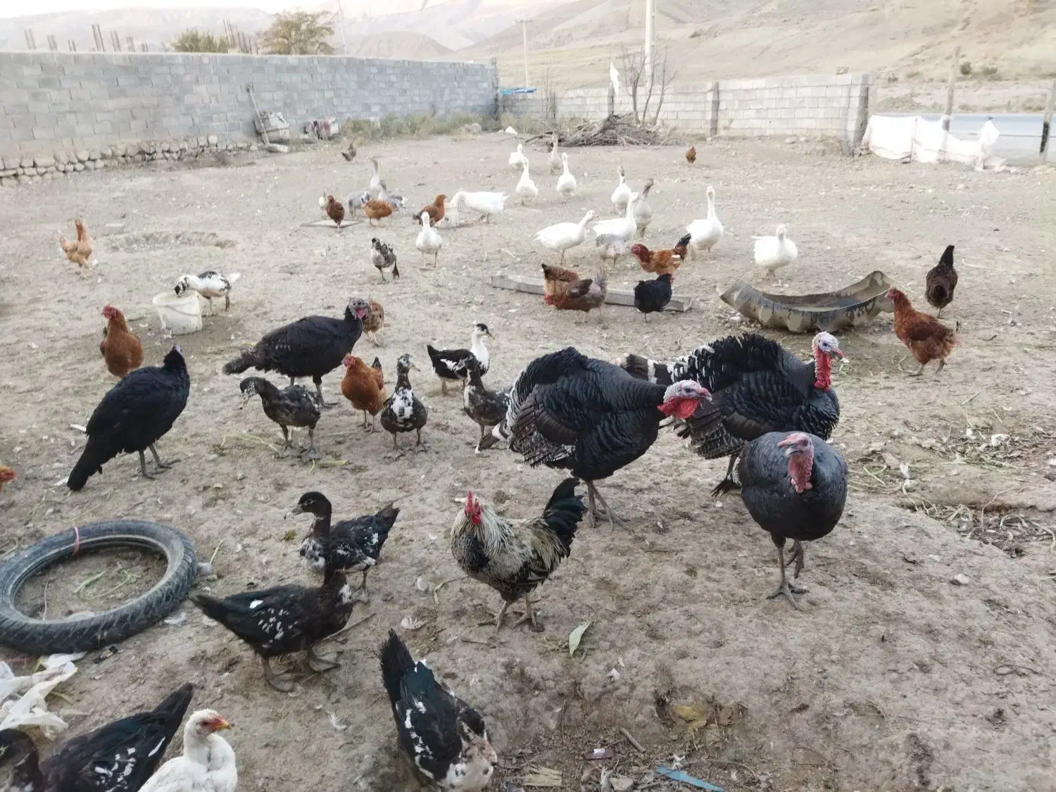 غاز نروماده|حیوانات مزرعه|بجنورد, |دیوار