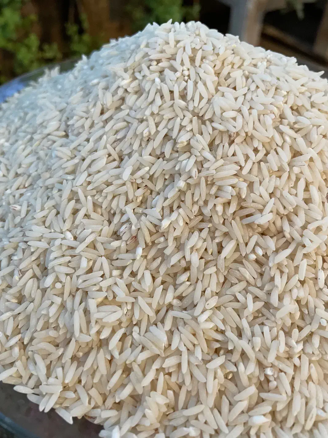 برنج طارم هاشمی دابودشت فریدونکنار/طارم/عطری خالص|خوردنی و آشامیدنی|قم, صفائیه|دیوار
